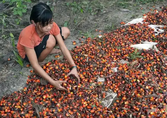 Kejagung Masih Usut Korupsi BPDPKS, Para Petinggi Perusahaan Sawit Ini Telah Digarap
