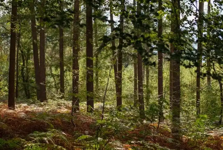 Kemenhut Tegaskan Tidak Ada Izin Tebang Kayu di Tapanuli Selatan Sejak Juli 2025 (Foto: Ist)