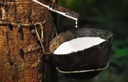 Komisi Pemberantasan Korupsi (KPK) membuka penyidikan baru terkait dugaan korupsi Pengadaan Barang dan Jasa (PBJ). Pengadaan dimaksud terkait fasilitas pengolahan karet pada Kementerian Pertanian (Kementan) RI, tahun anggaran 2021-2023. (Foto: Pohon Karet - Dok Istimewa)