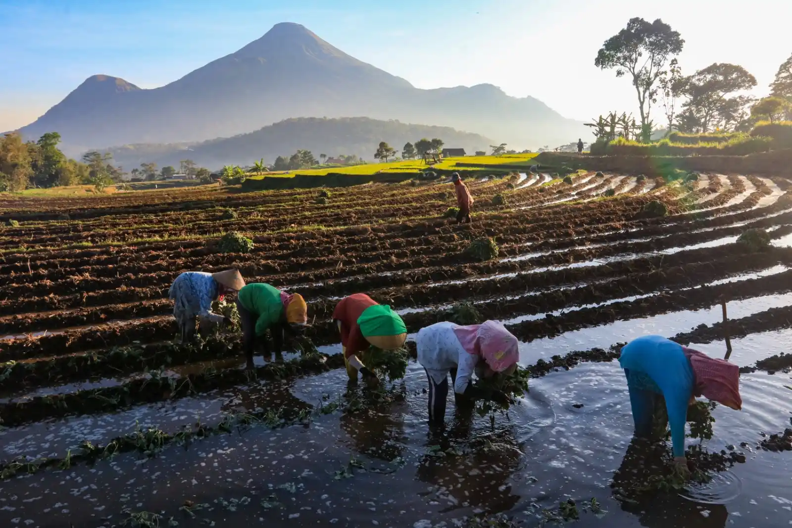 BRI telah menyalurkan KUR sebesar Rp83,88 triliun, atau setara 47,93 persen dari total alokasi KUR tahun ini sebesar Rp175 triliun pada Triwulan II tahun 2025 [Foto: Doc. BRI]