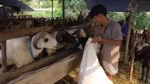 Menjelang Idul Adha, pedagang musiman hewan kurban mulai menjamur di Kabupaten Tangerang, Banten. Harga hewan kurban seperti domba pun naik 25% hingga 30%, Sabtu (11/5/2024)