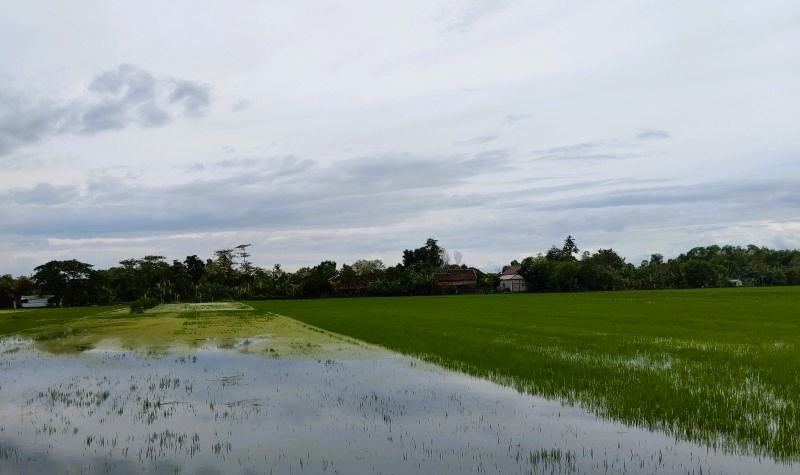 Tanaman padi di Desa Kalianyar, Kecamatan Wonosalam, Kabupaten Demak, Jawa Tengah, tergenang banjir. (Foto: ANTARA)