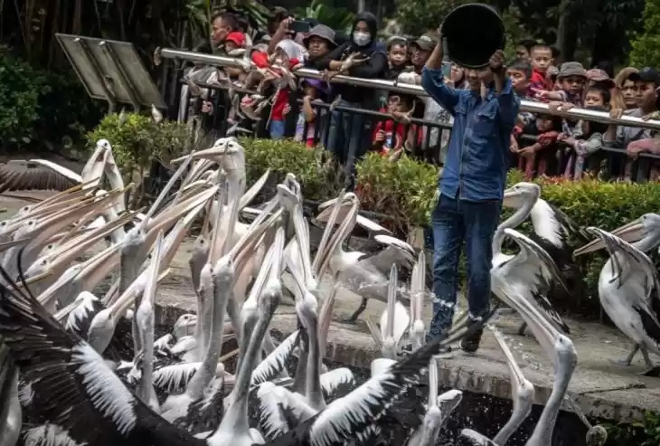 Pengunjung mengamati Pelikan Timor (Pelecanus conspicillatus) yang diberi makan oleh petugas di Taman Margasatwa Ragunan, Jakarta, Kamis (11/4/2024). (Foto: ANTARA)
