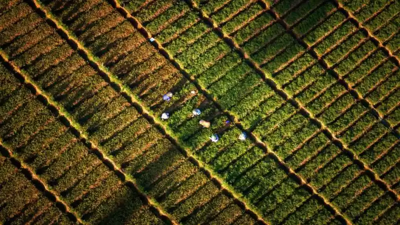 Ilustrasi petani Indonesia sedang menggarap sawah (Foto: Getty Images)