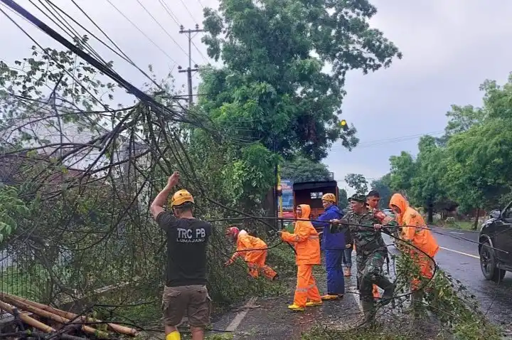 Ilustrasi - Tim Reaksi Cepat BPBD Lumajang melakukan penanganan terhadap pohon tumbang akibat cuaca ekstrem (Foto: Antara