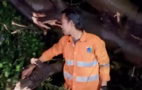 Petugas PPSU tengah menunjukkan pohon kapuk setinggi 15 meter, yang tumbang dan menimpa rumah warga di Jalan Komarudin, Kelurahan Cakung Barat, Kecamatan Cakung, Jakarta Timur, Kamis malam (4/7/2024). [Foto: ANTARA]