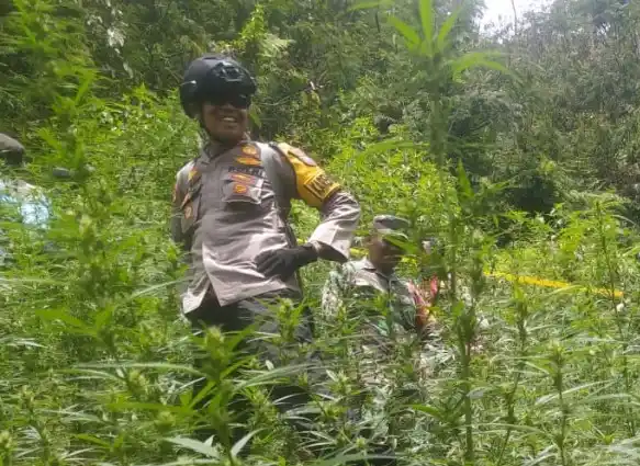Polisi Didesak Periksa Pengelola Taman Nasional Bromo Tengger Semeru Buntut Temuan 59 Titik Ladang Ganja