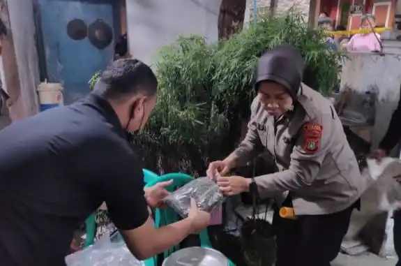 Polisi menyita 40 pohon ganja yang ditanam pada 16 buah pot dalam penggerebekan sebuah rumah (Foto: Antara)