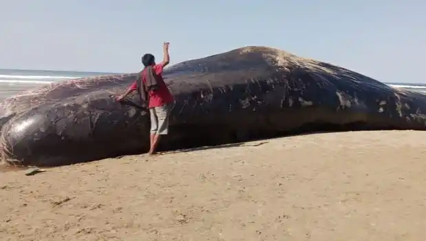 Seekor paus terdampar di pesisir pantai Kabupaten Sumba Timur (Foto: Antara)