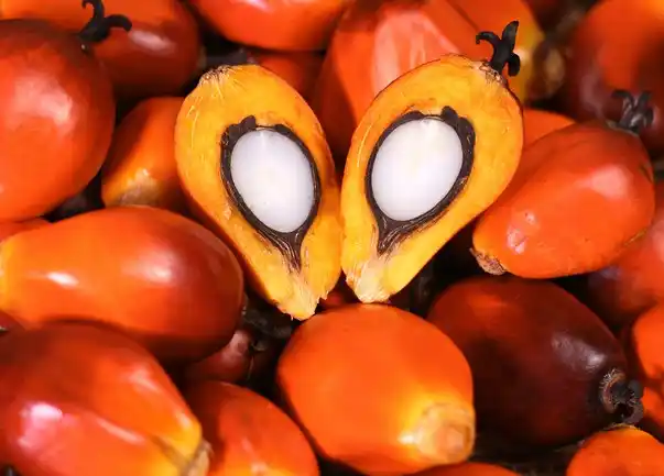 Segini Kerugian PTPN II atas Pengelolaan CPO Tak Sesuai SOP Kelapa Sawit (Foto: Dok MI/Net/Istimewa)