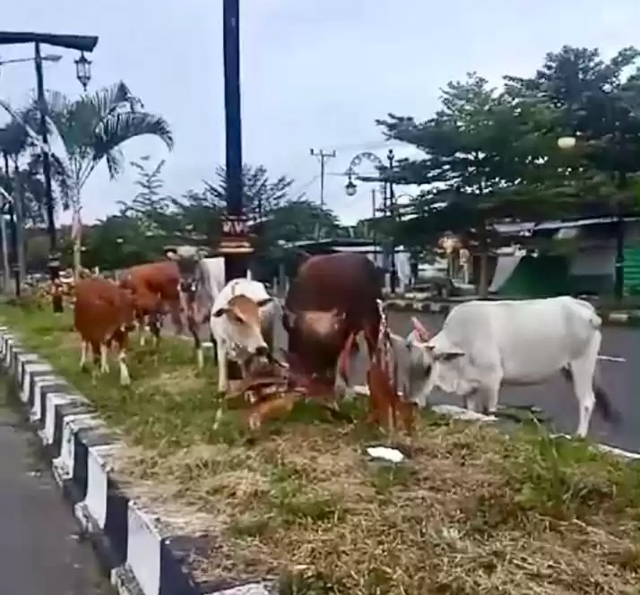 Sekelompok sapi yang sedang memakan ribuan bunga yang ditanami ASN Pemprov Malut (Foto: Ist)