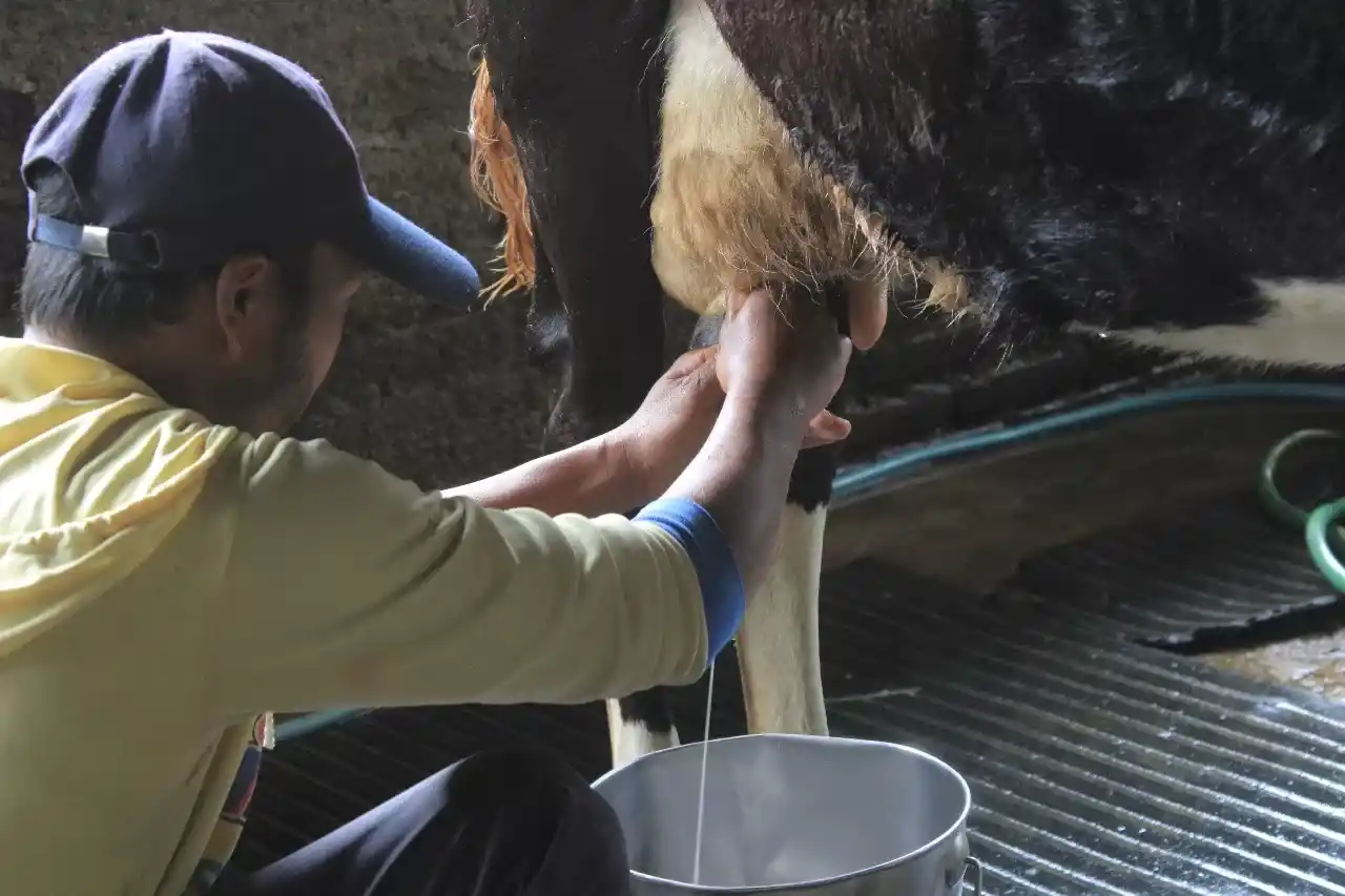 Susu Impor Bebas Pajak, Peternak Lokal Menangis [Foto: Repro]