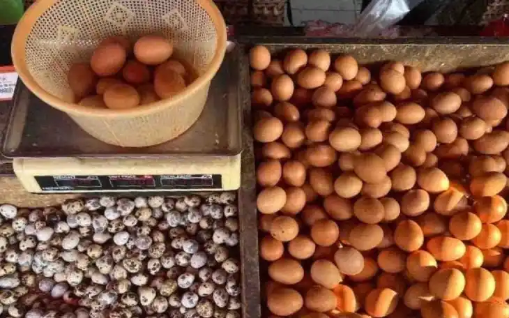Telur ayam (Foto: Antara)